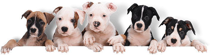 The Pets Villa trained dog and trainer Bhubaneswar