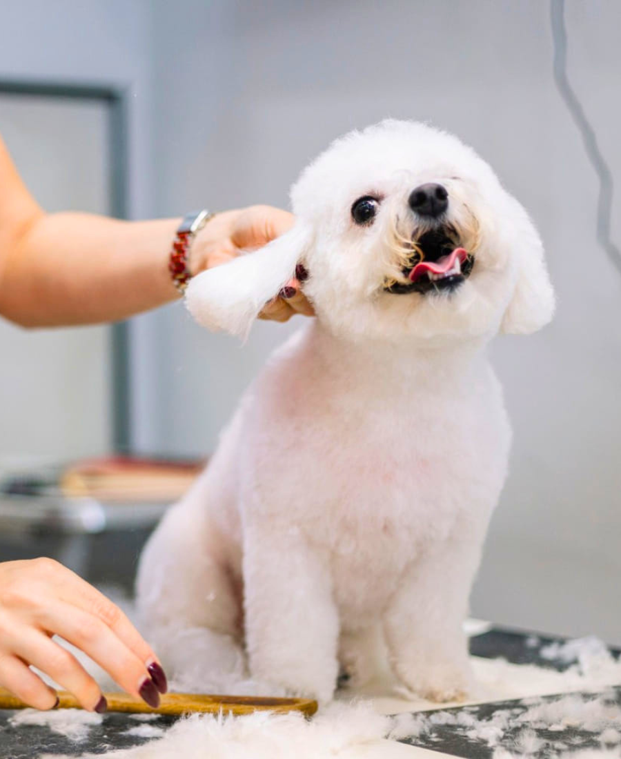 Dog Grooming