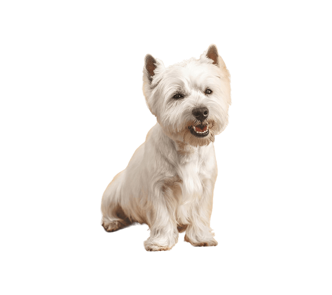 Dog after grooming at The Pets Villa