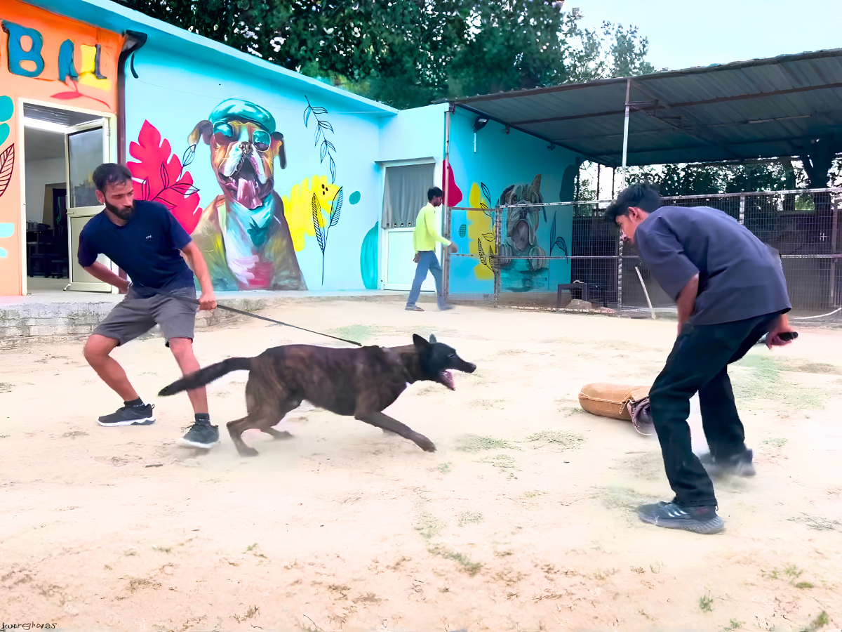 Obedience Training