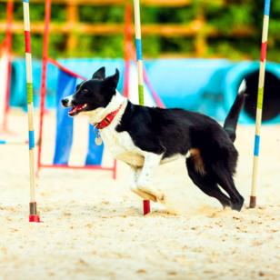 Dog grooming before and after at The Pets Villa