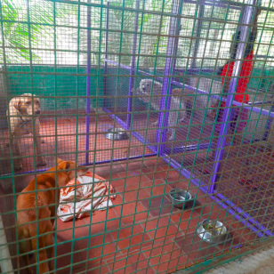Dog boarding facility The Pets Villa