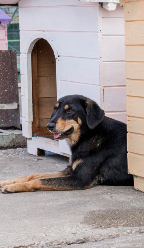 Dog hostel and boarding in Bhubaneswar at The Pets Villa