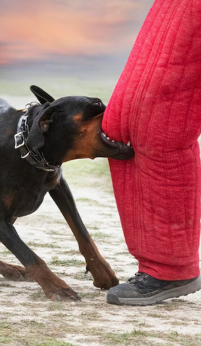 Aggressive dog behavior control training